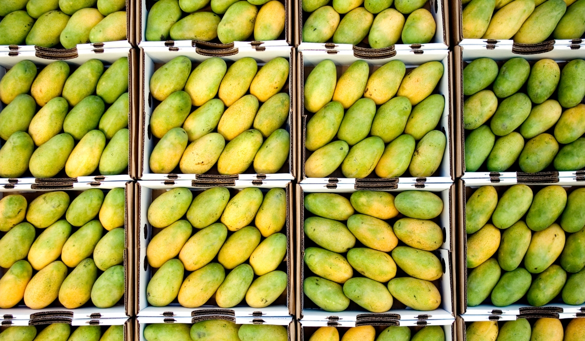 Souq Waqif to Host second Edition of Hamba Mango Exhibition Celebrating Pakistans Finest